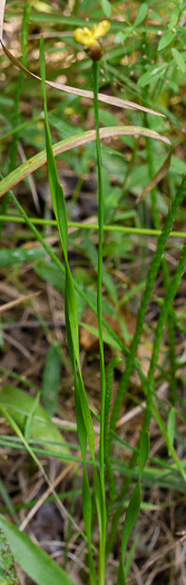 image of Xyris torta, Twisted Yellow-eyed-grass, Mountain Yellow-eyed-grass, Slender Yellow-eyed-grass