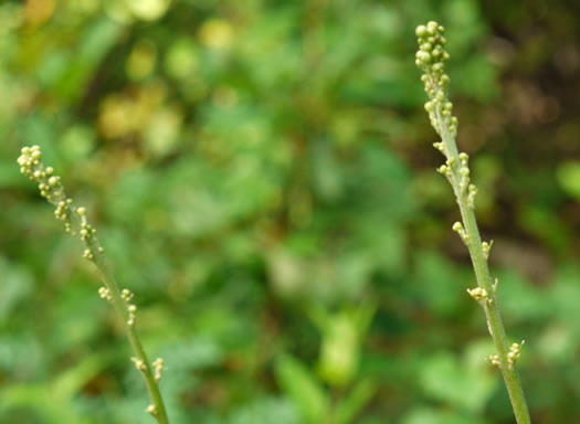 image of Hieracium gronovii, Hairy Hawkweed, Beaked Hawkweed