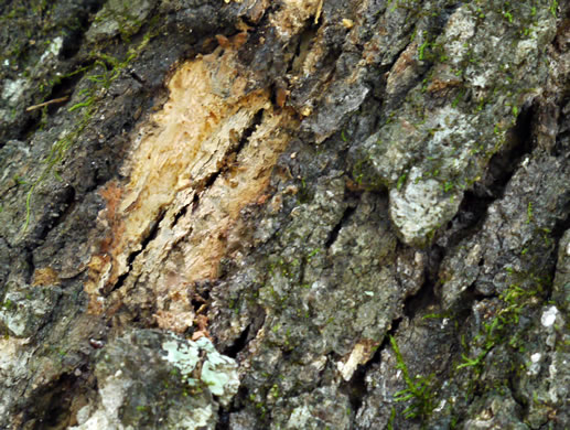 image of Quercus velutina, Black Oak