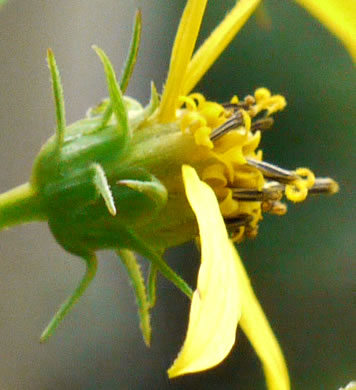 image of Helianthus microcephalus, Small Wood Sunflower, Small-headed Sunflower