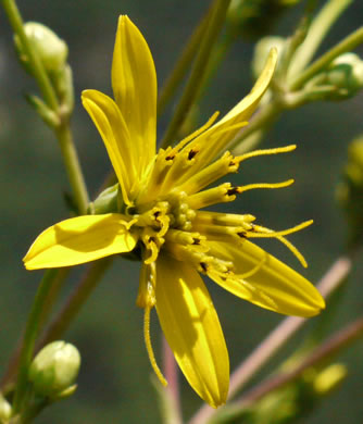 image of Silphium compositum var. compositum, Carolina Rosinweed, Compassplant, Rhubarb-leaved Rosinweed
