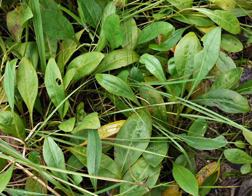 image of Coreopsis gladiata, Swamp Coreopsis, Swamp Tickseed, Seepage Coreopsis, Coastal Plain Tickseed