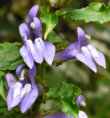 image of Lobelia siphilitica, Great Blue Lobelia