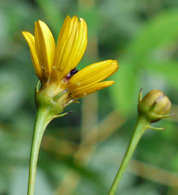 image of Coreopsis tripteris, Tall Coreopsis, Tall Tickseed, Threeleaf Tickseed