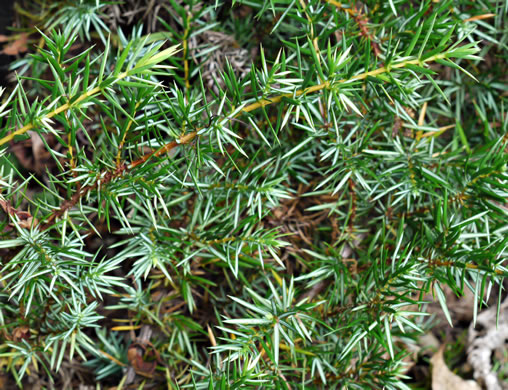 Juniperus communis var. depressa, Ground Juniper, Mountain Juniper, Common Juniper
