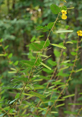image of Chamaecrista fasciculata var. fasciculata, Common Partridge-pea, Showy Partridge Pea