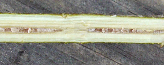 Swida amomum, Silky Dogwood, Bush Dogwood, Silky Cornel