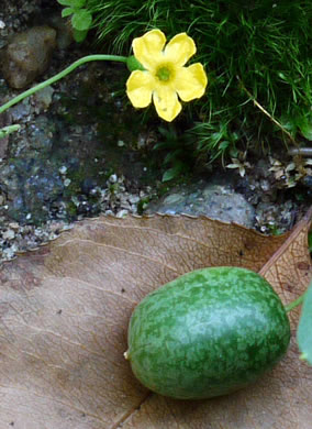 image of Melothria pendula, Creeping Cucumber