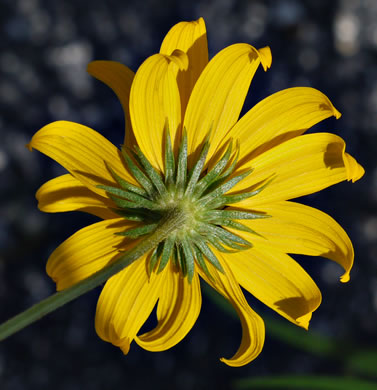 Helianthus angustifolius, Narrowleaf Sunflower, Swamp Sunflower