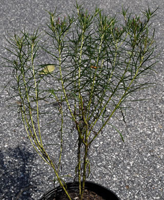 image of Vernonia lettermanii, Lettermann's Ironweed, Narrowleaf Ironweed