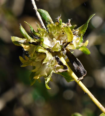 image of Ambrosia trifida var. trifida, Giant Ragweed, Great Ragweed