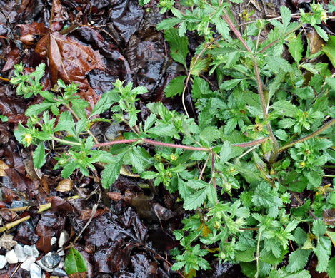 image of Potentilla norvegica, Strawberry-weed, Rough Cinquefoil, Norwegian Cinquefoil