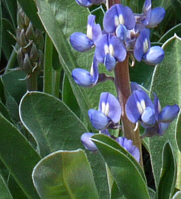 Lupinus diffusus, Blue Sandhill Lupine, Sky-blue Lupine