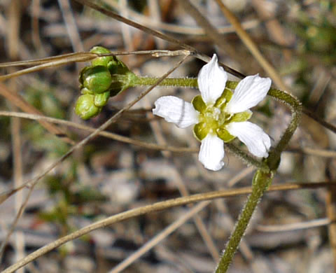 image of Mononeuria caroliniana, Carolina Sandwort, Longroot, Pine-barren Sandwort