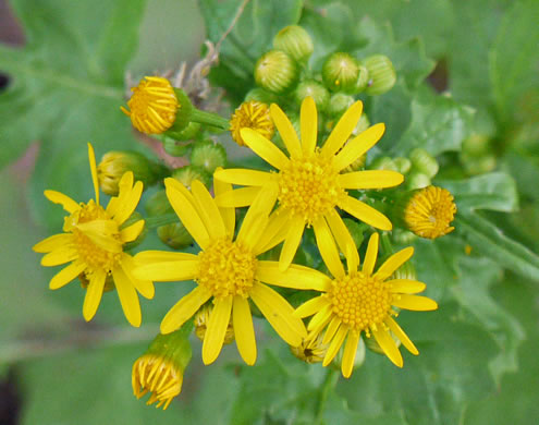 image of Packera glabella, Butterweed, Smooth Ragwort, Yellowtop