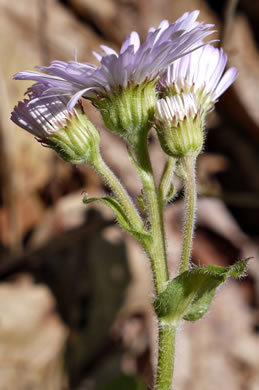 image of Erigeron pulchellus var. pulchellus, Robin's Plantain