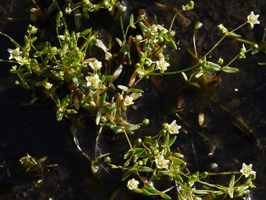 image of Geocarpon uniflorum, Piedmont Sandwort, One-flower Sandwort