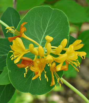 image of Lonicera flava, Yellow Honeysuckle