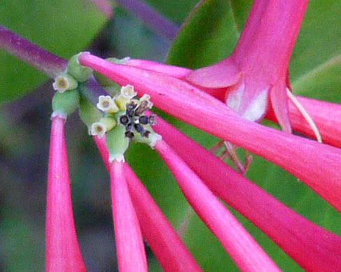 image of Lonicera sempervirens, Coral Honeysuckle, Trumpet Honeysuckle, Scarlet Honeysuckle, Woodbine