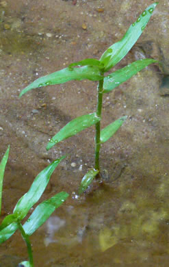 image of Murdannia keisak, Murdannia, Asian Spiderwort, Marsh Dewflower, Wart-removing Herb