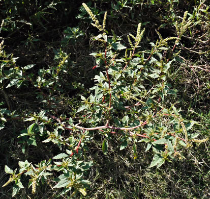 image of Amaranthus spinosus, Spiny Amaranth