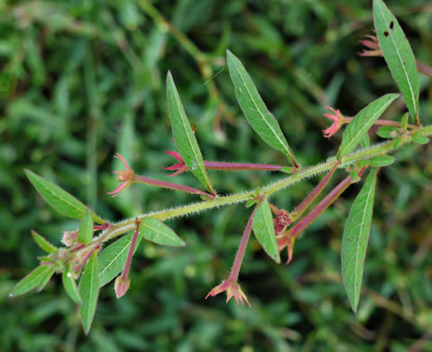 image of Ludwigia leptocarpa, Water-willow, Primrose Willow, Anglestem Primrose-willow
