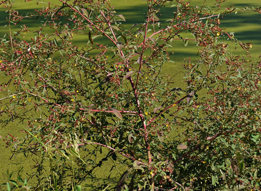 image of Ludwigia leptocarpa, Water-willow, Primrose Willow, Anglestem Primrose-willow