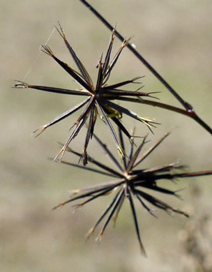 image of Bidens bipinnata, Spanish Needles