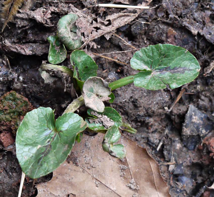 image of Ficaria verna ssp. ficariiformis, Fig Buttercup, Lesser Celandine, Pilewort