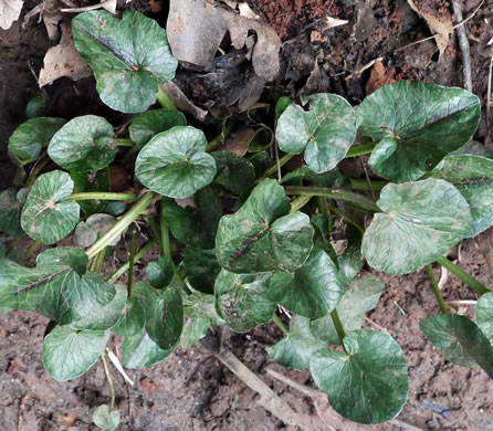 image of Ficaria verna ssp. ficariiformis, Fig Buttercup, Lesser Celandine, Pilewort
