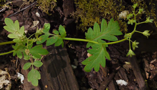 image of Phacelia fimbriata, Fringed Phacelia, Blue Ridge Phacelia