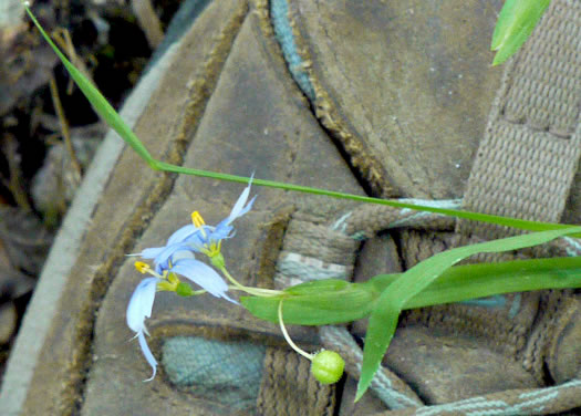 image of Sisyrinchium angustifolium, Narrowleaf Blue-eyed-grass, Stout Blue-eyed-grass
