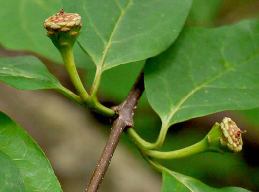 image of Calycanthus floridus, Sweetshrub, Carolina Allspice, Strawberry-shrub, Sweet Bubby-bush