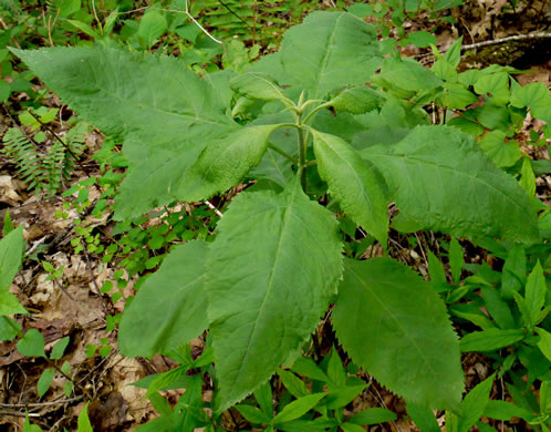 image of Eutrochium steelei, Appalachian Joe-pye-weed, Steele's Joe-pye-weed