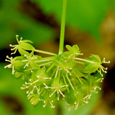 image of Smilax herbacea, Common Carrionflower, Smooth Carrionflower