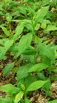 image of Oclemena acuminata, Whorled Nodding-aster, Whorled Wood-aster, Whorled Aster, Floral Wood Aster