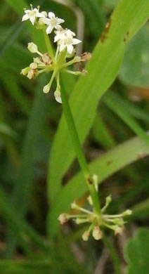 image of Hydrocotyle tribotrys, Whorled Marsh-pennywort, Water-pennywort