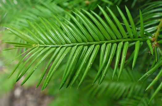 Torreya taxifolia, Florida Torreya, Stinking-cedar