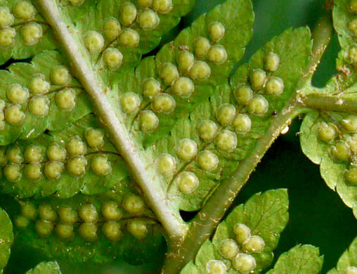 image of Dryopteris goldieana, Goldie's Wood-fern