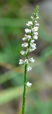 image of Polygala ambigua, Loose Milkwort, Alternate Milkwort, Whorled Milkwort