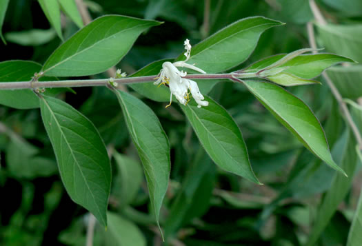 image of Lonicera maackii, Amur Bush-honeysuckle, Amur Honeysuckle