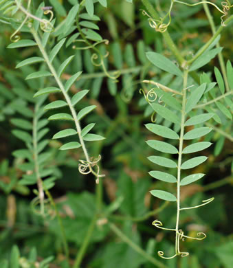 image of Vicia villosa ssp. varia, Smooth Vetch, Winter Vetch