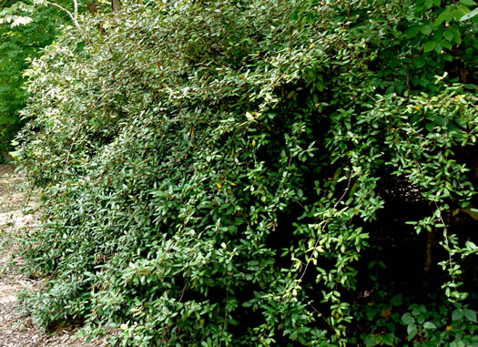 image of Elaeagnus pungens, Thorny Olive, Autumn Siverberry, Silverthorn, Thorny Elaeagnus