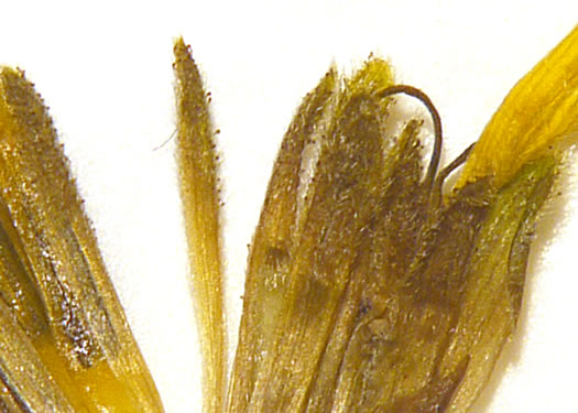 image of Silphium dentatum, Starry Rosinweed