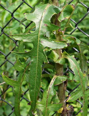image of Lactuca canadensis, American Wild Lettuce, Canada Lettuce
