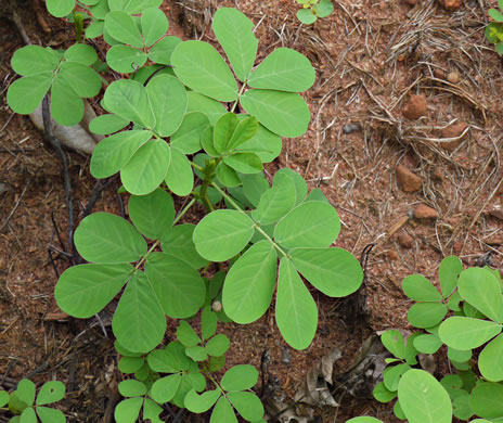 Senna obtusifolia, Coffeeweed, Sicklepod