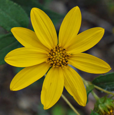 image of Helianthus hirsutus, Hairy Sunflower, Rough Sunflower