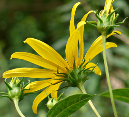 Helianthus decapetalus, Thinleaf Sunflower, Forest Sunflower
