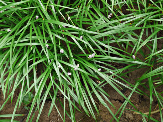 image of Liriope graminifolia, Liriope, Lilyturf