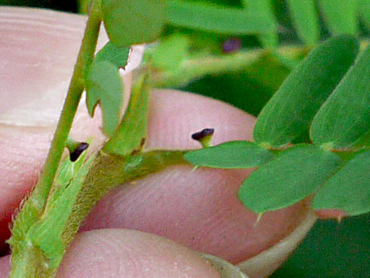 Chamaecrista nictitans var. nictitans, Sensitive Partridge-pea, Common Sensitive-plant